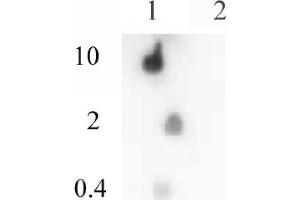 Histone H4ac (pan-acetyl) antibody (pAb) tested by dot blot analysis. (Histone H4 antibody  (acetylated))