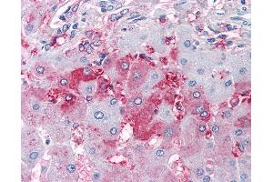 Anti-DUSP26 antibody IHC of human liver. (DUSP26 antibody  (Internal Region))
