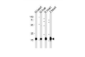 Western blot analysis of lysates from mouse heart, mouse liver, rat heart, zebra fish heart tissue lysate (from left to right), using (DANRE) sdhb Antibody Azb18722a. (SDHB antibody  (AA 147-182))