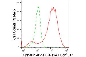 Flow cytometric analysis of crystallin alpha B expression in H9c2 cells using crystallin alpha B antibody (ABIN7798168), 1:2,000).