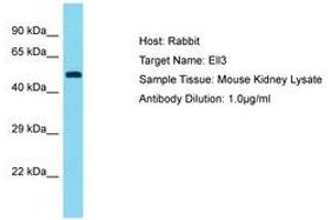 Image no. 1 for anti-Elongation Factor RNA Polymerase II-Like 3 (ELL3) (C-Term) antibody (ABIN6750477) (ELL3 antibody  (C-Term))