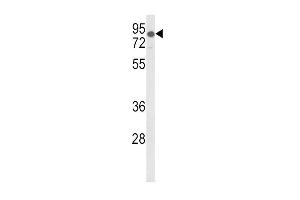 Western blot analysis of LDLR Antibody (Center) (ABIN652907 and ABIN2842585) in mouse lung tissue lysates (35 μg/lane). (LDLR antibody  (AA 391-419))