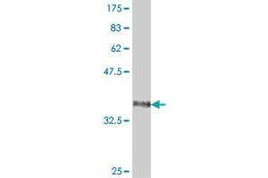 FBXL21 antibody  (AA 167-276)