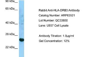 Western Blotting (WB) image for anti-Major Histocompatibility Complex, Class II, DR beta 3 (HLA-DRB3) (C-Term) antibody (ABIN2789532) (HLA-DRB3 antibody  (C-Term))