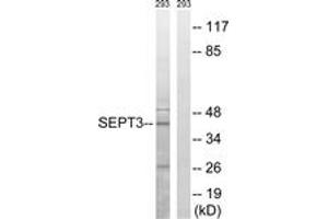 Western blot analysis of extracts from 293 cells, using SEPT3 Antibody.