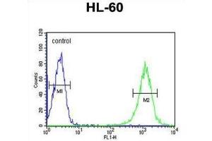 Flow Cytometry (FACS) image for anti-UDP-Gal:betaGlcNAc beta 1,4 Galactosyltransferase, Polypeptide 1 (B4GALT1) antibody (ABIN3003951) (B4GALT1 antibody)
