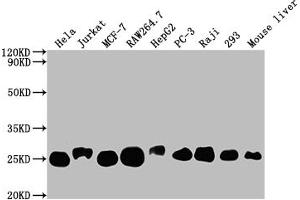 Western Blot Positive WB detected in: Hela whole cell lysate, Jurkat whole cell lysate, MCF-7 whole cell lysate, RAW264. (Recombinant TPT1 antibody)