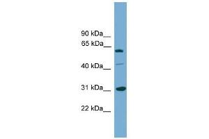 RAD1 antibody used at 0. (RAD1 antibody  (Middle Region))
