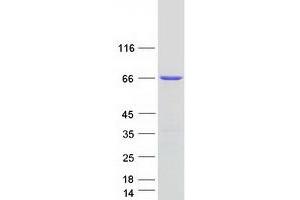 Validation with Western Blot (CXORF49 Protein (Myc-DYKDDDDK Tag))