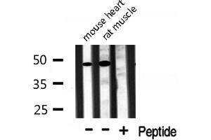 Western blot analysis of TRIP13 Antibody expression in mouse heart and rat muscle tissues lysates. (TRIP13 antibody  (C-Term))