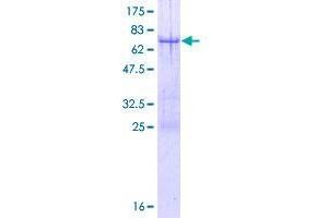 TRIM44 Protein (AA 1-344) (GST tag)