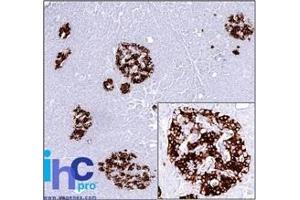 Formalin-fixed, paraffin-embedded human Pancreas stained with Insulin Monoclonal Antibody (SPM531). (Insulin antibody)