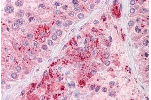 Anti-RIF1 antibody IHC staining of human testis. (RIF1 antibody  (AA 2076-2089))