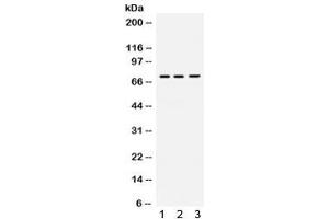 Western blot testing of human 1) 22RV1, 2) SW579 and 3) A549 cell lysate with Myelin-associated glycoprotein antibody. (MAG antibody)