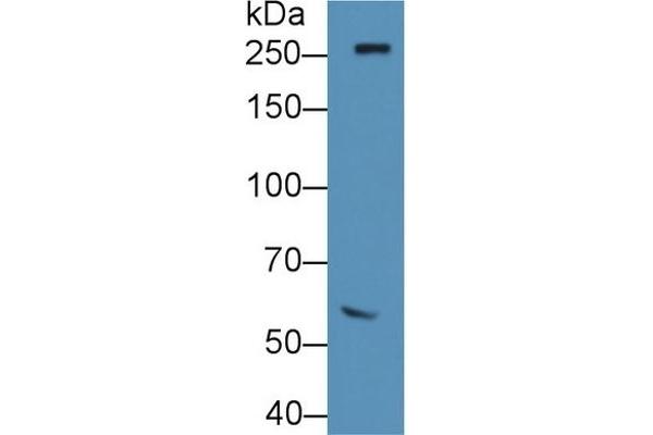 Fibronectin antibody  (AA 355-558)