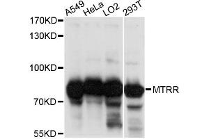 Western blot analysis of extracts of various cell lines, using MTRR antibody. (MTRR antibody)