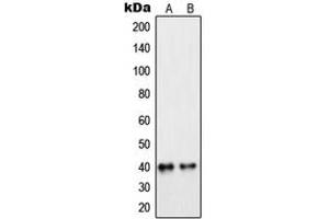 Western blot analysis of PEX7 expression in MCF7 (A), Raw264. (PEX7 antibody  (Center))