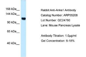 Western Blotting (WB) image for anti-Ankyrin Repeat and Sterile alpha Motif Domain Containing 1A (ANKS1A) (C-Term) antibody (ABIN2786097) (ANKS1A antibody  (C-Term))