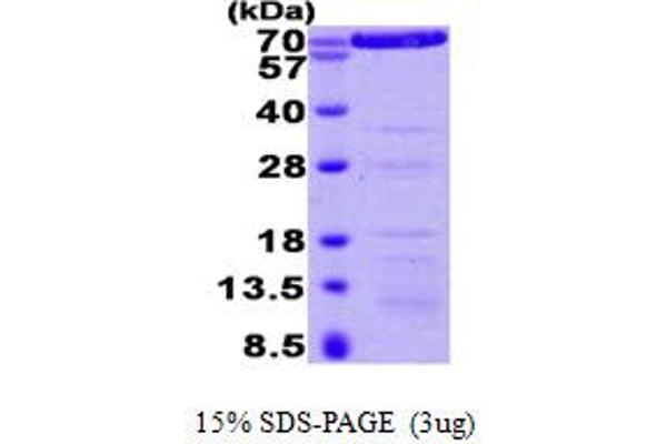 ANXA6 Protein (AA 1-673) (His tag)