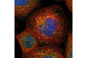 Immunofluorescent staining of human cell line A-431 shows localization to vesicles. (BAG5 antibody  (AA 249-399))