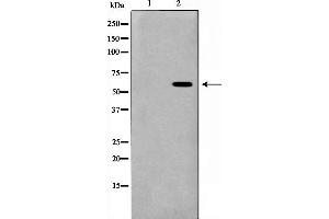 Western blot analysis on RAW264. (Presenilin 1 antibody  (Internal Region))