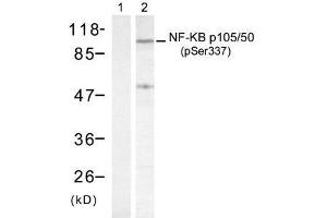 Western blot analysis of extract from HeLa cells treated with TNF-α and using NF-κB p105/p50 (phospho- Ser337) antibody (E011017). (NFKB1 antibody  (pSer337))