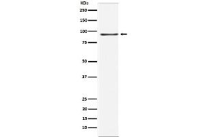 Western blot analysis of RANBP3 expression in 293 cell lysate.