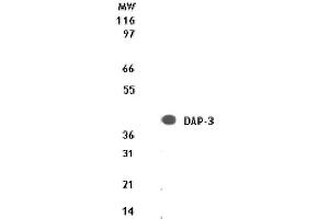 DAP-3 mAb tested by Western blot.