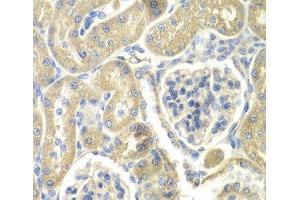 Immunohistochemistry of paraffin-embedded Rat kidney using OAZ1 Polyclonal Antibody at dilution of 1:100 (40x lens).