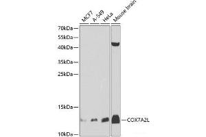 Western blot analysis of extracts of various cell lines using COX7A2L Polyclonal Antibody at dilution of 1:1000. (COX7A2L antibody)