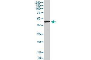 RNF135 MaxPab rabbit polyclonal antibody. (RNF135 antibody  (AA 1-210))