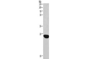 Western Blotting (WB) image for anti-Charged Multivesicular Body Protein 1A (CHMP1A) antibody (ABIN2429777) (CHMP1A antibody)