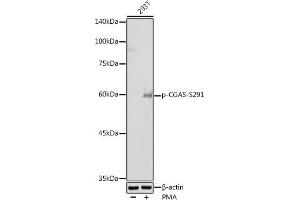 Western blot analysis of extracts of 293T cells, using Phospho-CGAS-S291 antibody (ABIN7266386) at 1:500 dilution. (C6orf150 antibody  (pSer291))