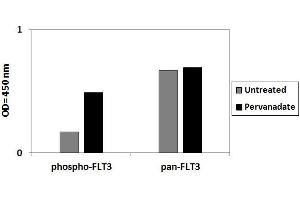 A431 cells were treated or untreated with Pervanadate. (FLT3 ELISA Kit)