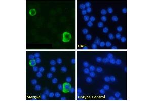 Immunofluorescence staining of fixed mouse splenocytes with anti-PDL1 (CD274) antibody YDC 127. (Recombinant PD-L1 antibody)