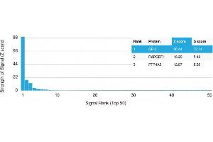 Analysis of Protein Array containing more than 19,000 full-length human proteins using GP2 Mouse Monoclonal Antibody (GP2/1712) Z- and S- Score: The Z-score represents the strength of a signal that a monoclonal antibody (Monoclonal Antibody) (in combination with a fluorescently-tagged anti-IgG secondary antibody) produces when binding to a particular protein on the HuProtTM array. (GP2 antibody  (AA 35-179))