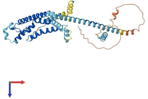 CALHM1 Protein (AA 1-348) (His tag)