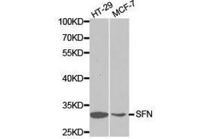 Western Blotting (WB) image for anti-Stratifin (SFN) antibody (ABIN1874751) (14-3-3 sigma/SFN antibody)