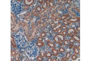 Used in DAB staining on fromalin fixed paraffin-embedded Spleen tissue (VCAM1 antibody  (AA 369-658))