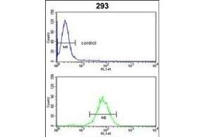 GNT Antibody (C-term) (ABIN390896 and ABIN2841103) flow cytometric analysis of 293 cells (bottom histogram) comred to a negative control cell (top histogram). (GNPAT antibody  (C-Term))