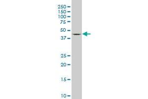 Western Blotting (WB) image for anti-serum/glucocorticoid Regulated Kinase 2 (SGK2) (AA 293-367) antibody (ABIN523484)