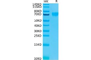 Human Siglec-9 on Tris-Bis PAGE under reduced condition. (SIGLEC9 Protein (AA 18-348) (His-Avi Tag))