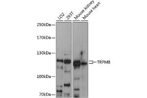 Western blot analysis of extracts of various cell lines, using TRPM8 antibody (ABIN6128838, ABIN6149590, ABIN6149592 and ABIN6216252) at 1:3000 dilution. (TRPM8 antibody  (AA 880-960))