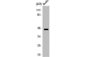 Western Blot analysis of HuvEc cells using ARP-1 Polyclonal Antibody (NR2F2 antibody  (N-Term))