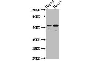 LMAN1 antibody  (AA 154-329)