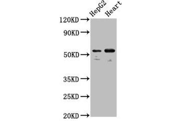 LMAN1 antibody  (AA 154-329)