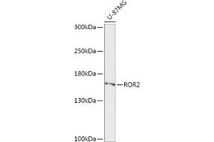 Western blot analysis of extracts of U-87MG cells, using ROR2 antibody (ABIN6134423, ABIN6147075, ABIN6147076 and ABIN6221256) at 1:1000 dilution. (ROR2 antibody  (AA 100-200))