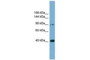 Image no. 1 for anti-Unc-5 Homolog C (C. Elegans) (Unc5c) (AA 395-444) antibody (ABIN6744805) (Unc5c antibody  (AA 395-444))