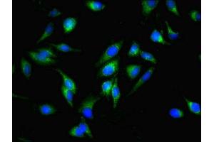 Immunofluorescent analysis of Hela cells using ABIN7159861 at dilution of 1:100 and Alexa Fluor 488-congugated AffiniPure Goat Anti-Rabbit IgG(H+L) (Fission 1 antibody  (AA 1-122))