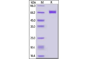 Biotinylated Human CD39, His,Avitag (MALS verified) on  under reducing (R) condition. (CD39 Protein (AA 38-478) (His tag,AVI tag,Biotin))